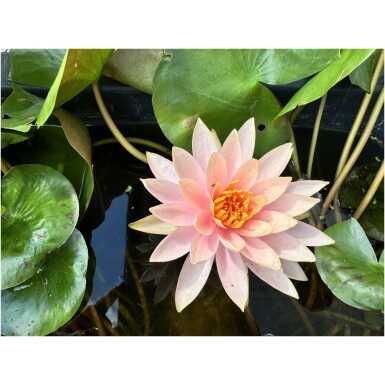Nymphaea Colorado