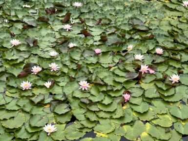 Nymphaea Marliacea Carnea