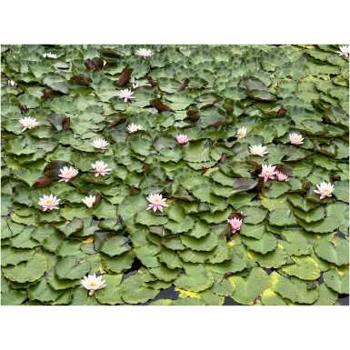 Nymphaea Marliacea Carnea