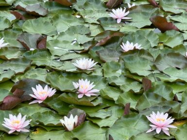 Nymphaea Marliacea Carnea