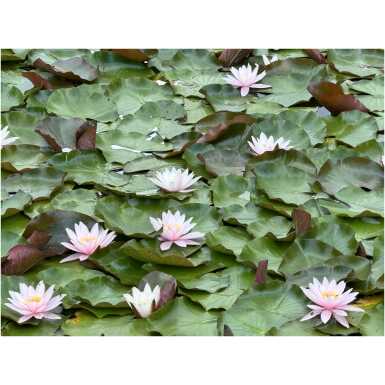 Nymphaea Marliacea Carnea