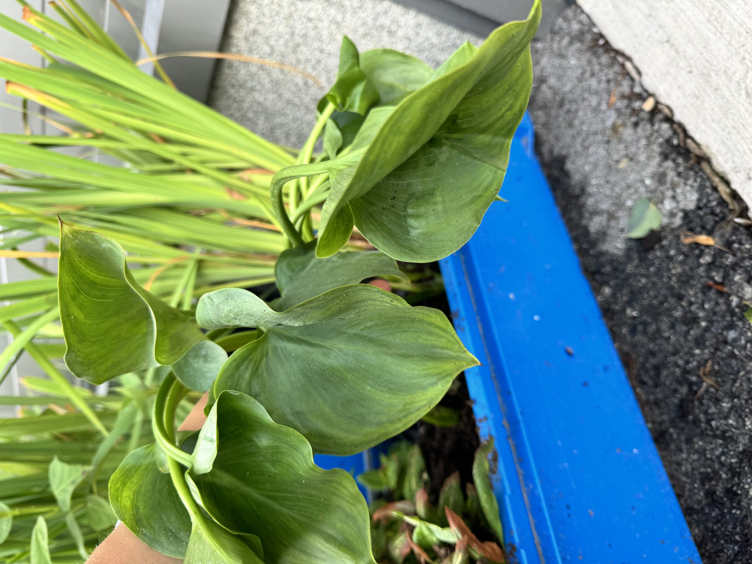 Soovõhk (Calla palustris)