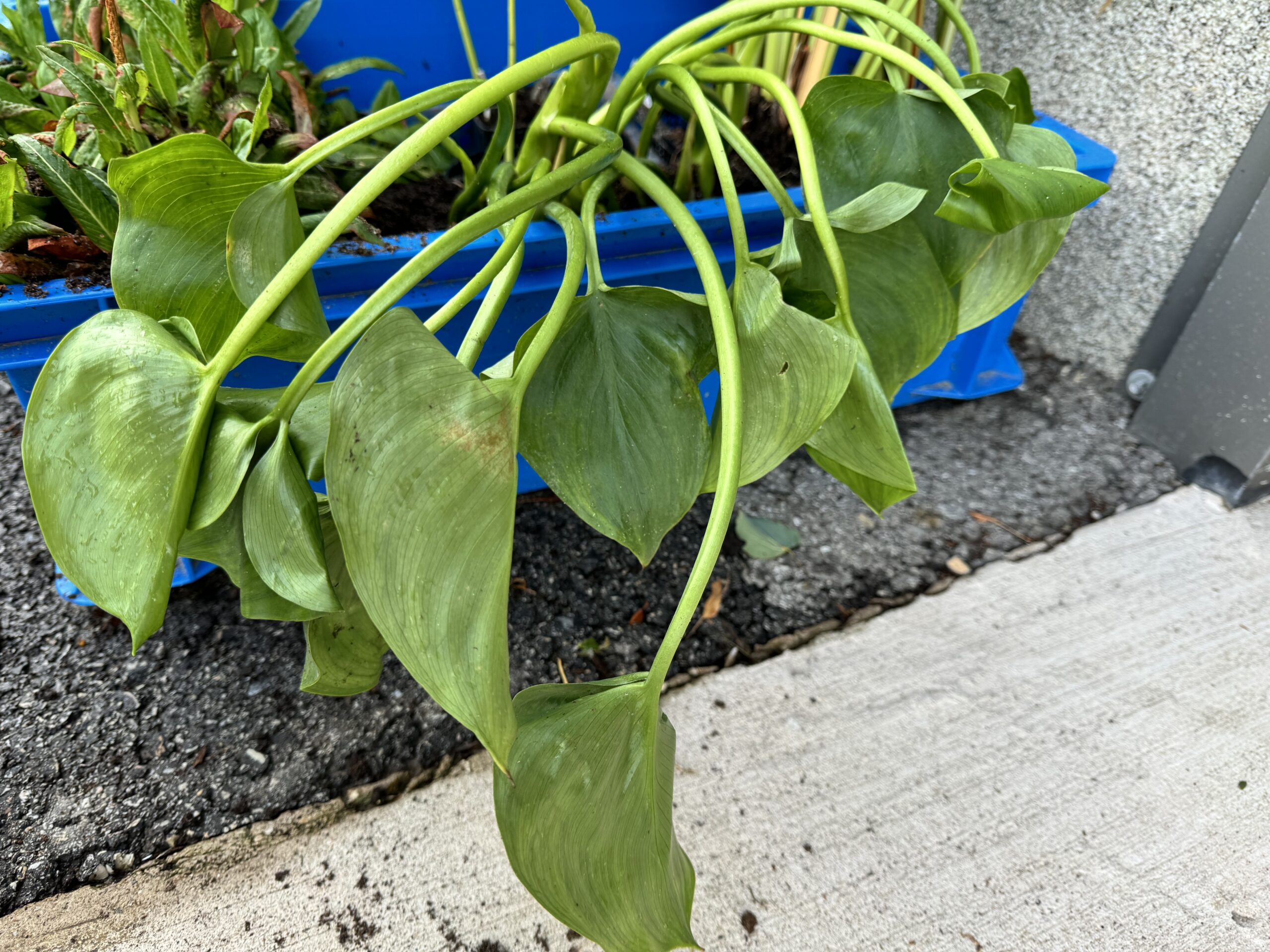 Soovõhk (Calla palustris)