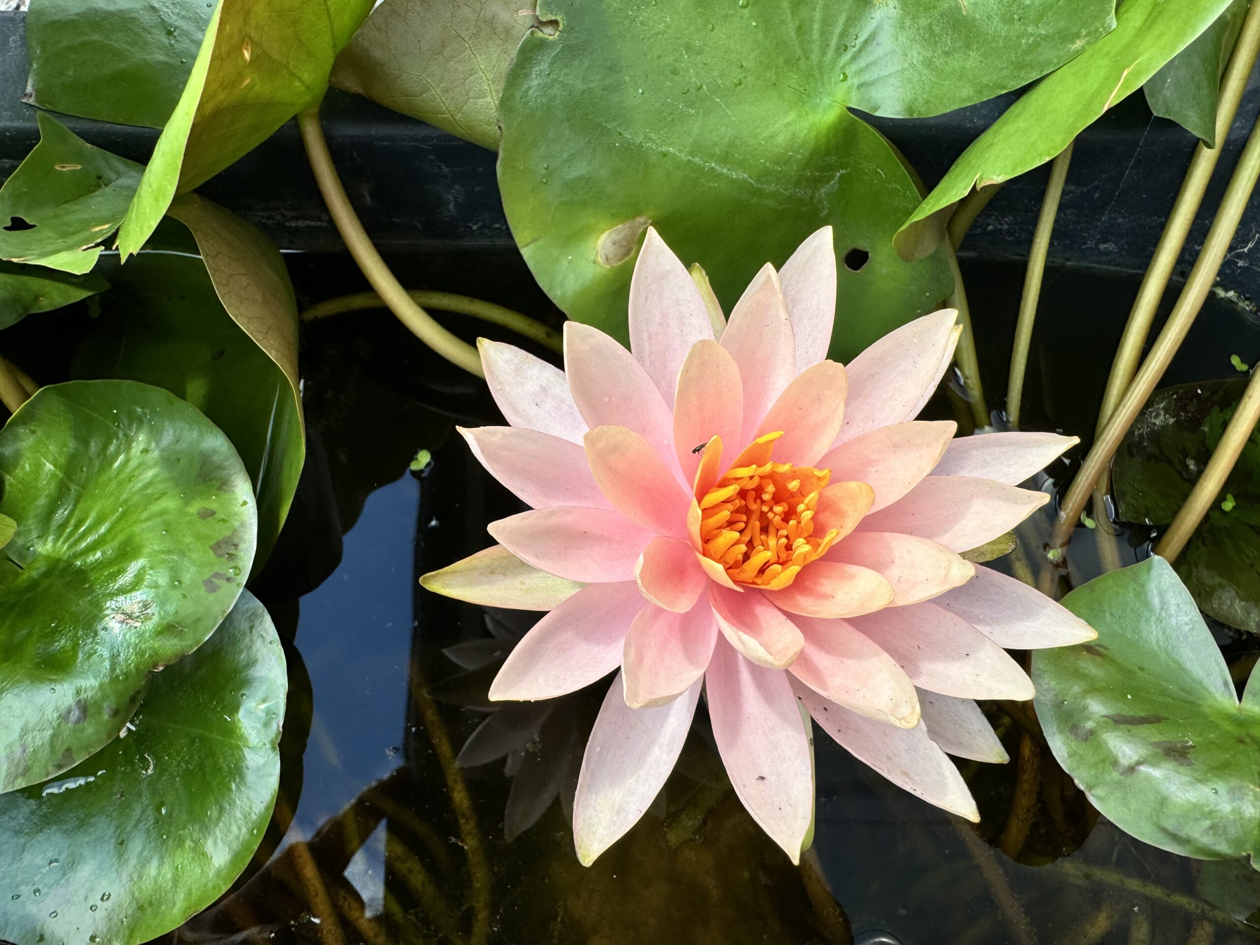 Nymphaea Colorado