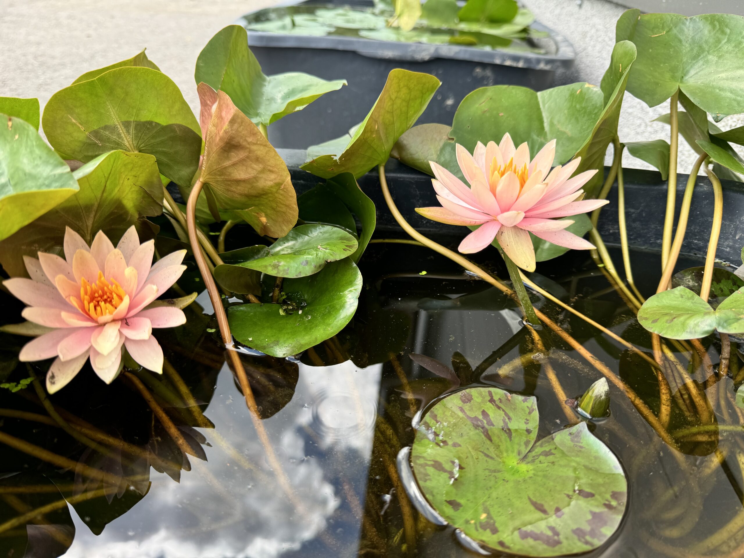 Nymphaea Colorado