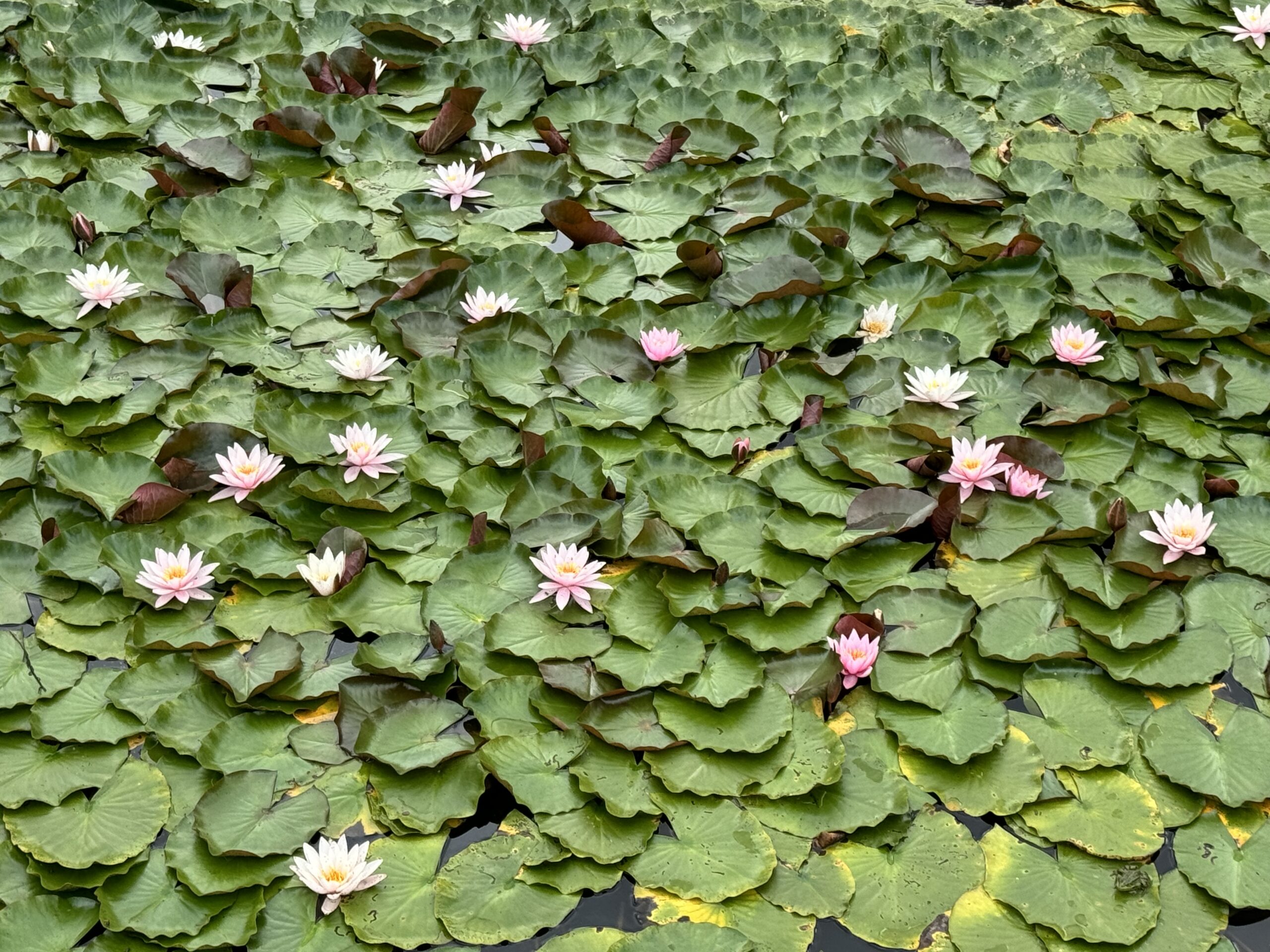 Nymphaea Marliacea Carnea