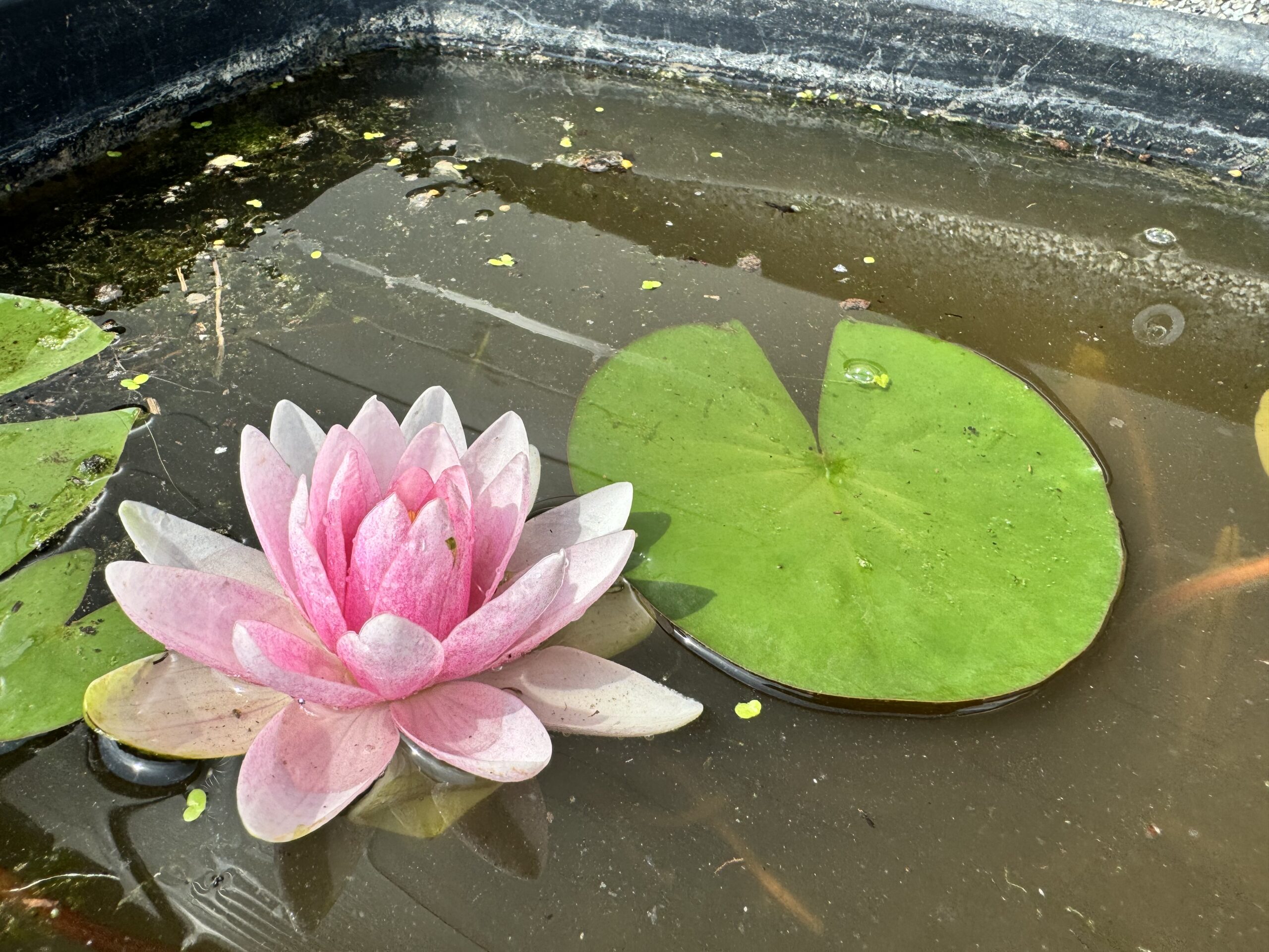 Nymphaea Hollandia