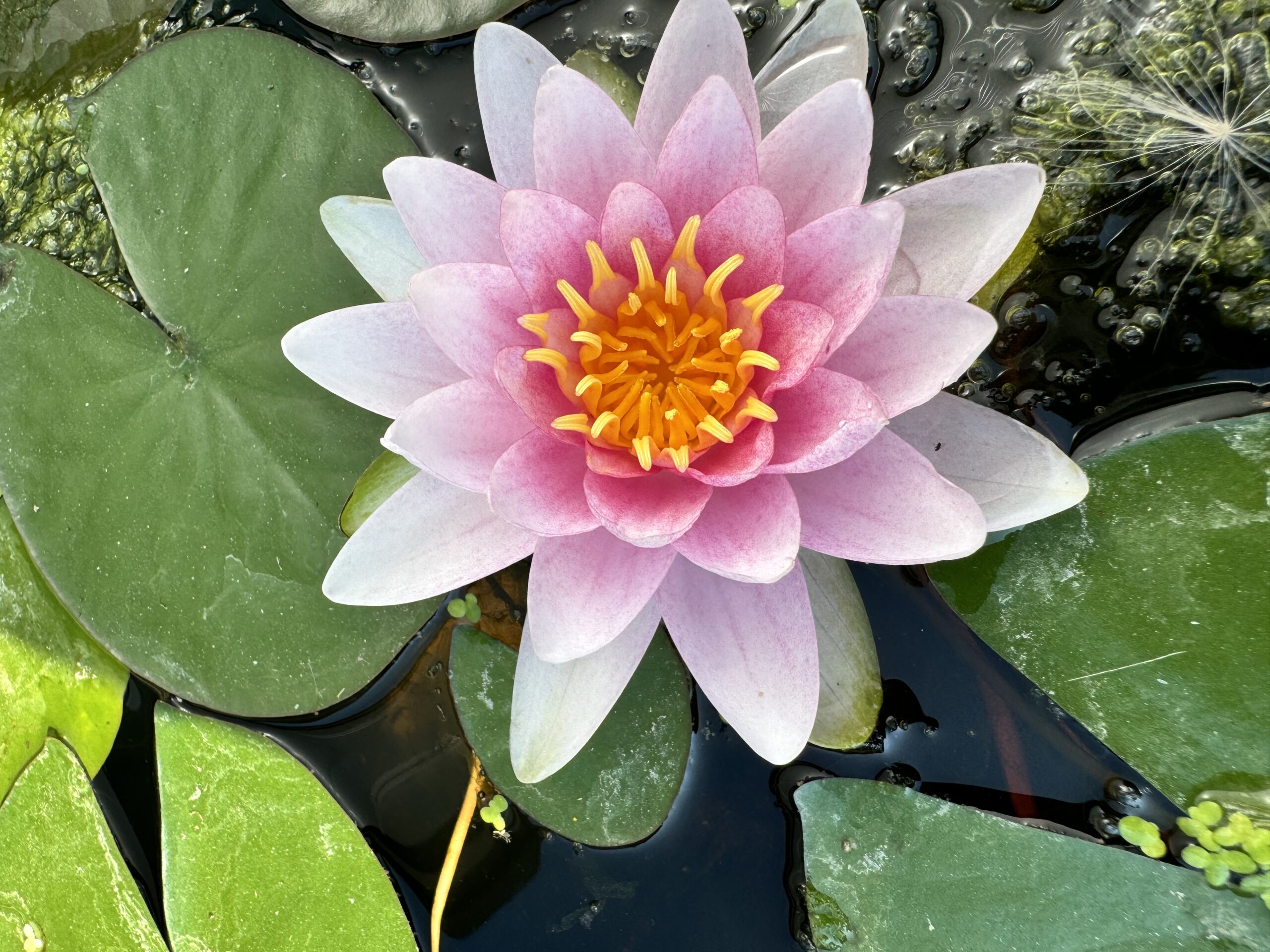 Nymphaea Hollandia