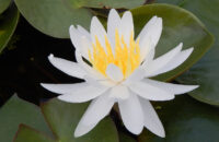 vesiroos Caroliniana Nivea