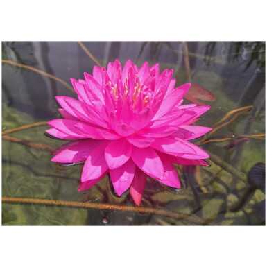 Vesiroos Fuchsia Pom Pom