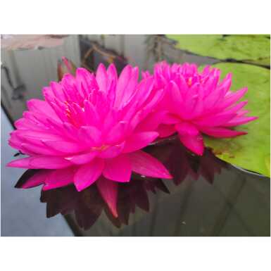 Vesiroos Fuchsia Pom Pom