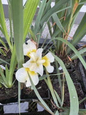 Siberian iris Butter and Sugar