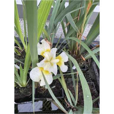 Iiris Butter and Sugar (siberi võhumõõk)