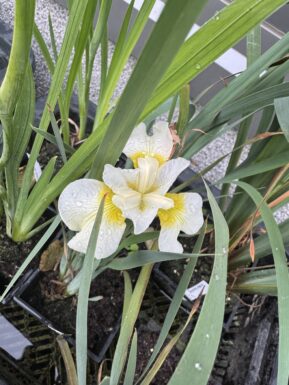 Siberian iris Butter and Sugar