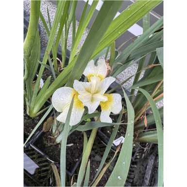Iiris Butter and Sugar (siberi võhumõõk)