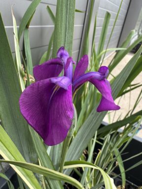 Japanese iris Variegata
