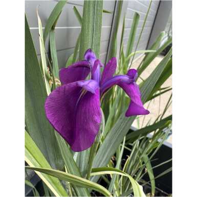 Variegata iiris
