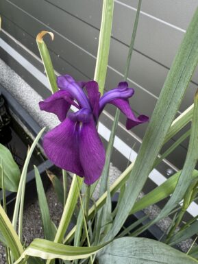 Japanese iris Variegata