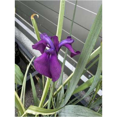Japanese iris Variegata