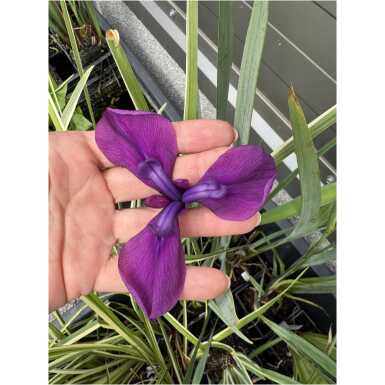 Variegata iiris