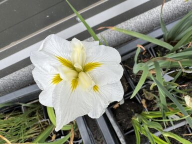 Japanese iris White Ladies