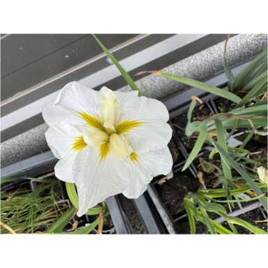 Iiris White Ladies (jaapani vesiiiris)