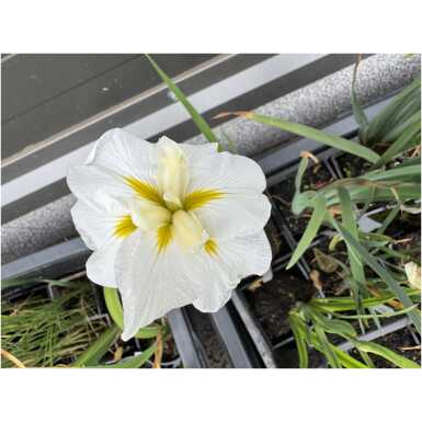 Japanese iris White Ladies