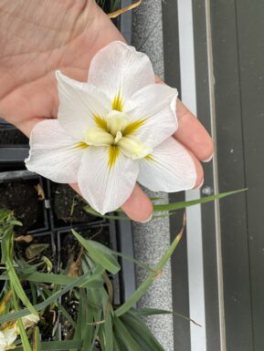 Japanese iris White Ladies