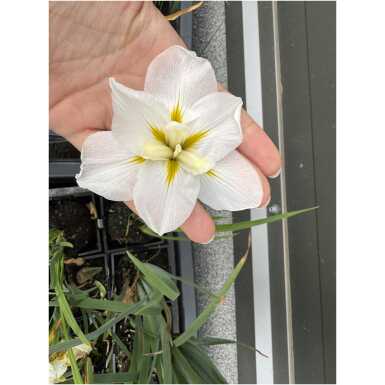 Japanese iris White Ladies