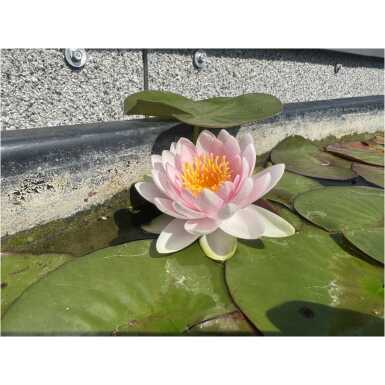 Nymphaea Madame Wilfron Gonnere
