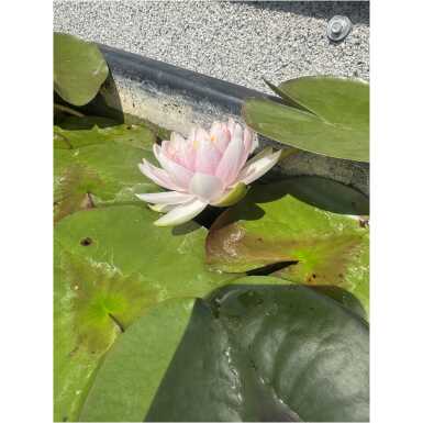Nymphaea Madame Wilfron Gonnere