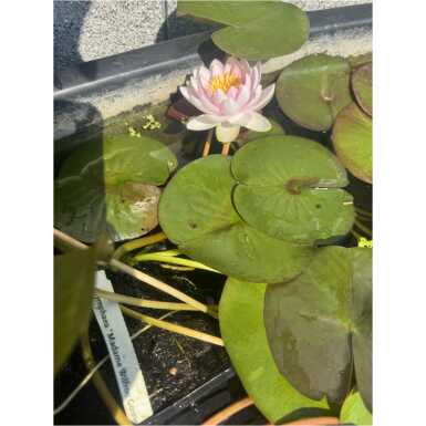 Nymphaea Madame Wilfron Gonnere