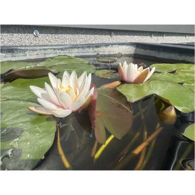 Nymphaea Marliacea Rosea