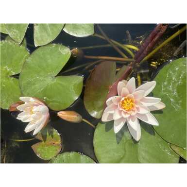 Nymphaea Marliacea Rosea