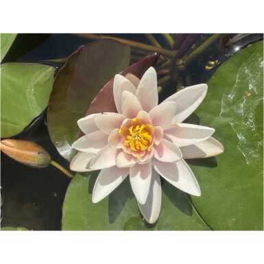 Nymphaea Marliacea Rosea