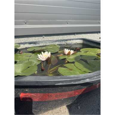 Nymphaea Marliacea Rosea
