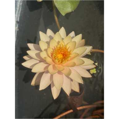Nymphaea Sunset Glow