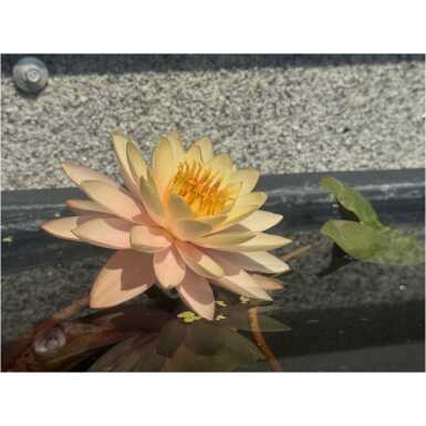 Nymphaea Sunset Glow