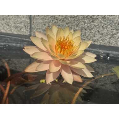 Nymphaea Sunset Glow