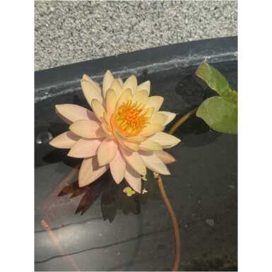 Nymphaea Sunset Glow