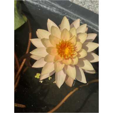 Nymphaea Sunset Glow