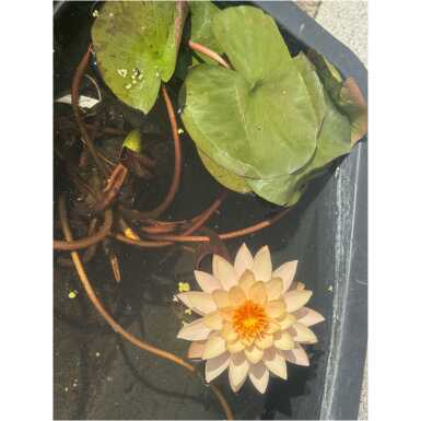 Nymphaea Sunset Glow
