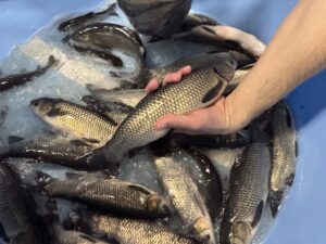 Valgeamuuri kasvatamine RAS süsteemis