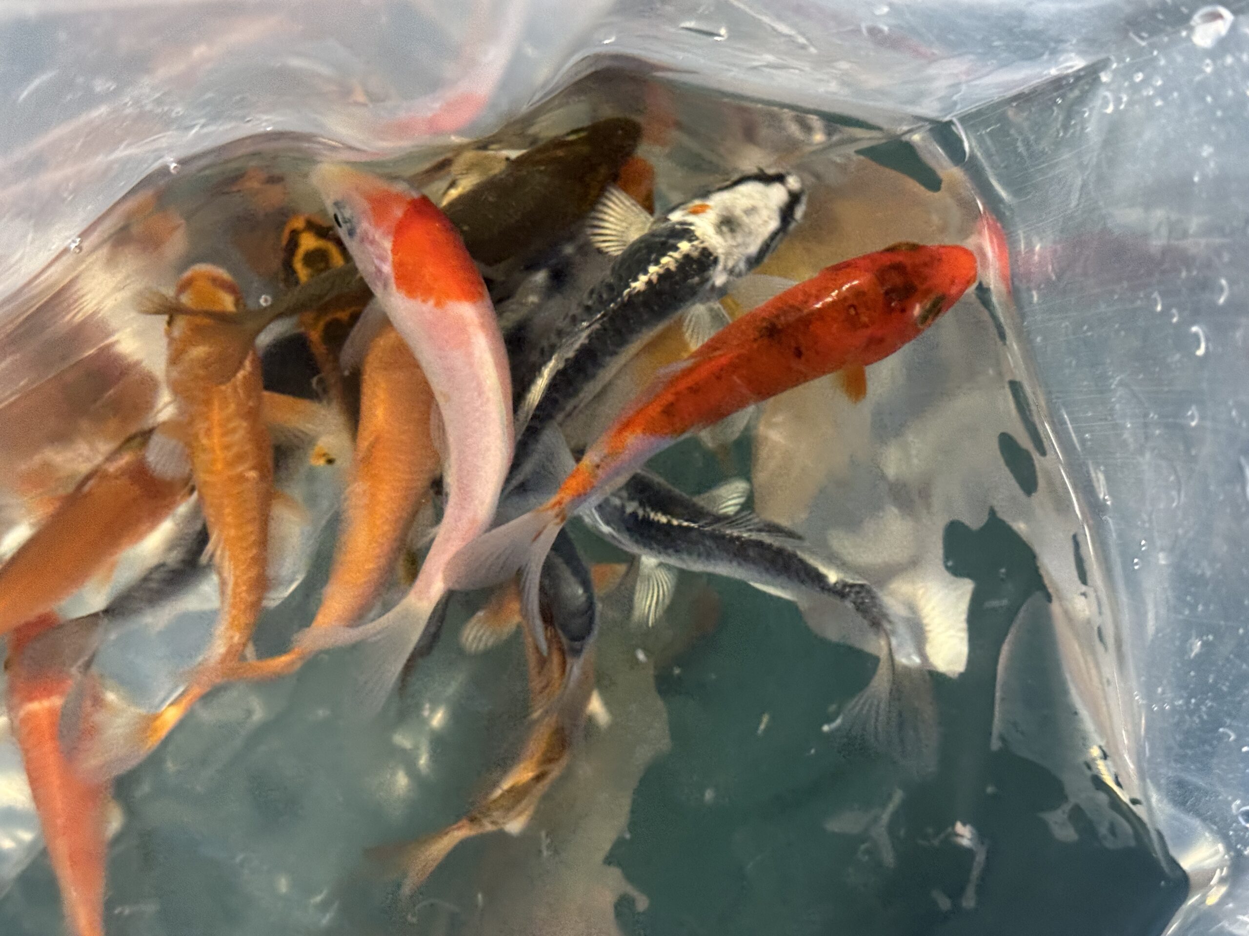 koi karp
