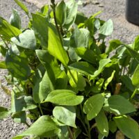 Harilik konnarohi (Alisma plantago-aquatica)