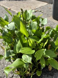 Harilik konnarohi (Alisma plantago-aquatica)