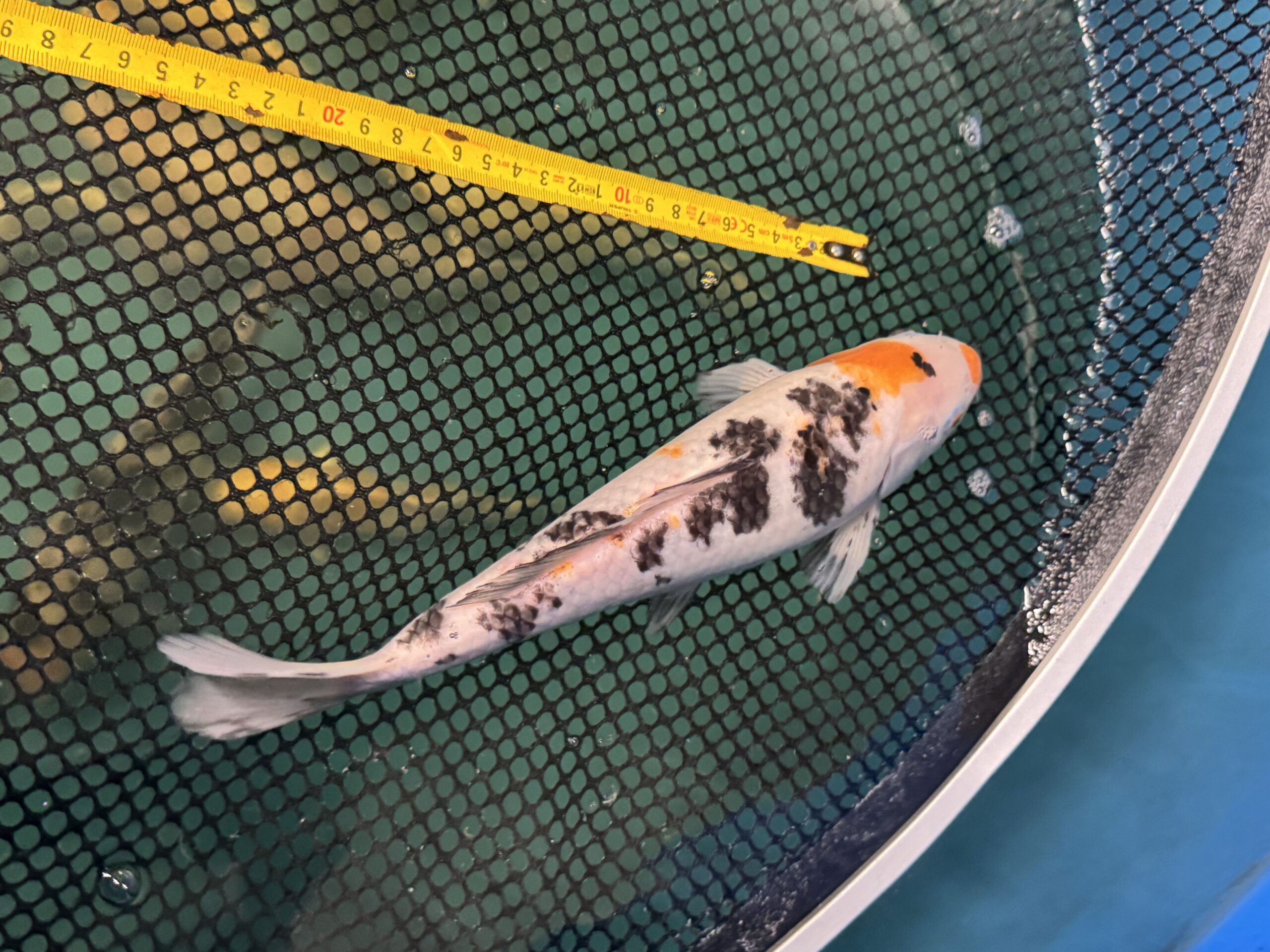 koi karp