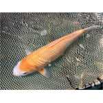 koi karp