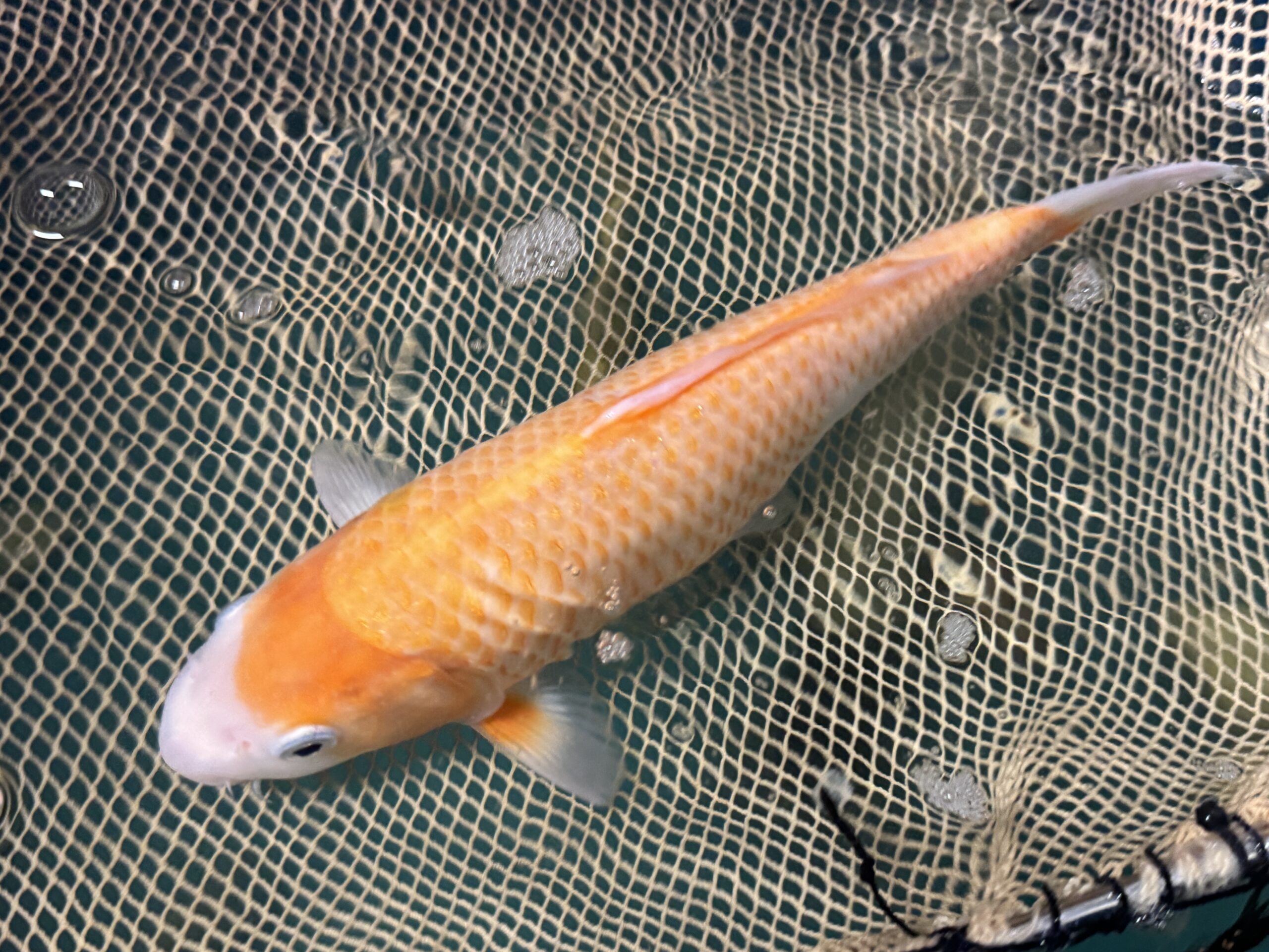 koi karp