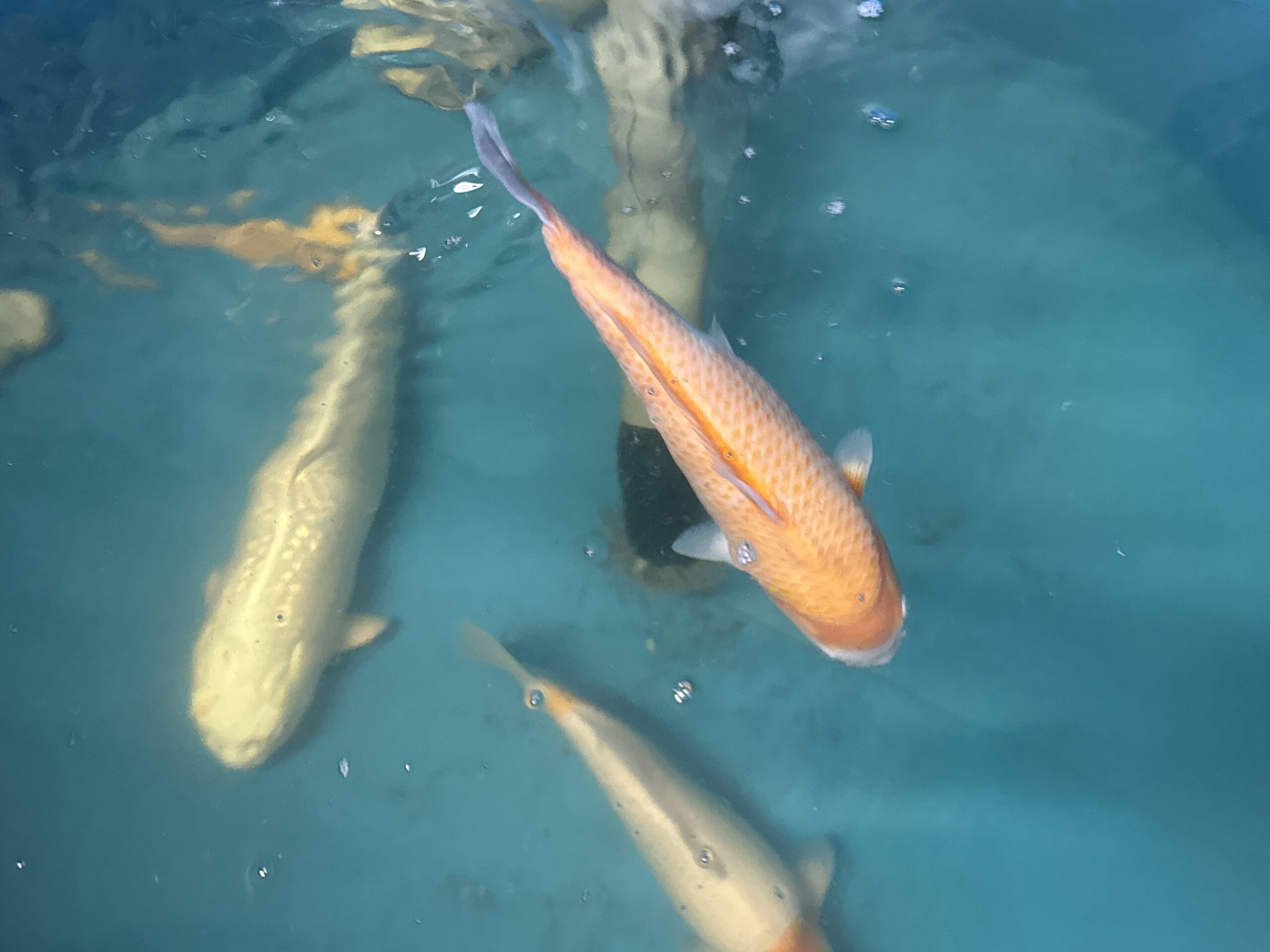 koi karp